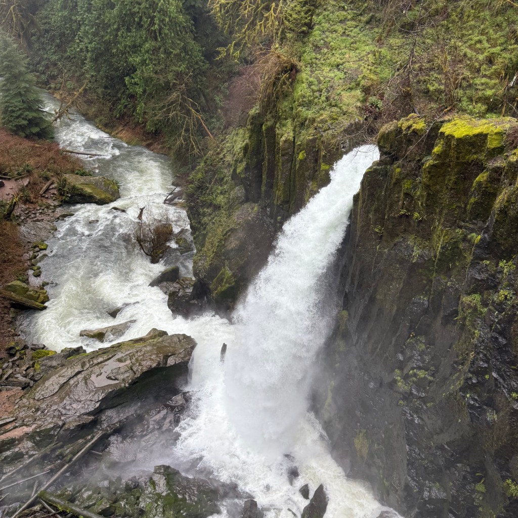 🌲 Come hike Drift Creek Falls with us!